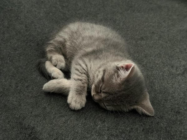 Mastering Meal Time: Effective Strategies for Controlling Portion Sizes and Feeding Schedules for Overeating Cats