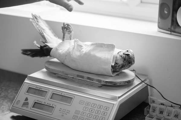 Nourish your pet with fresh, vet-approved dog food