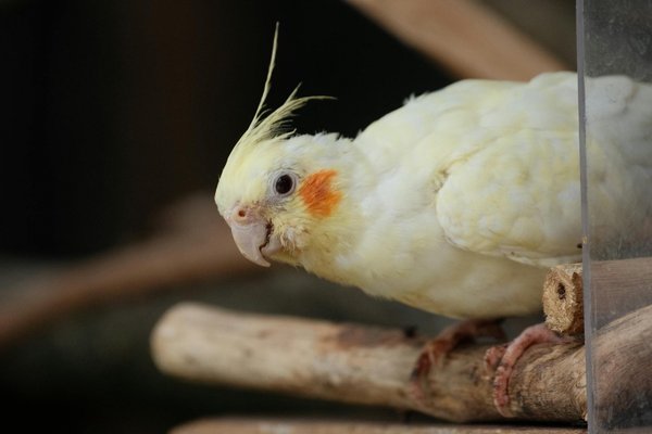 Essential Tips for Keeping Your Shih Tzu Cool and Comfortable in Summer Heat