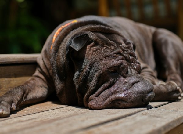 Effective Ways to Alleviate Brachycephalic Syndrome Symptoms in Your Bulldog