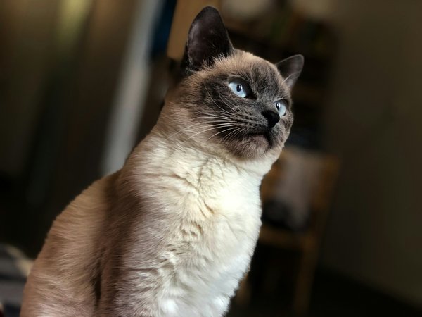 Tackling Wool-Sucking in Siamese Cats: Understanding Triggers and Solutions for a Healthier Pet Environment