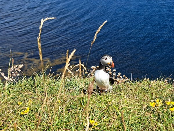 What measures are being taken to address the issue of plastic ingestion by UK seabirds?